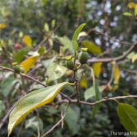 Alangium hexapetalum Lam.